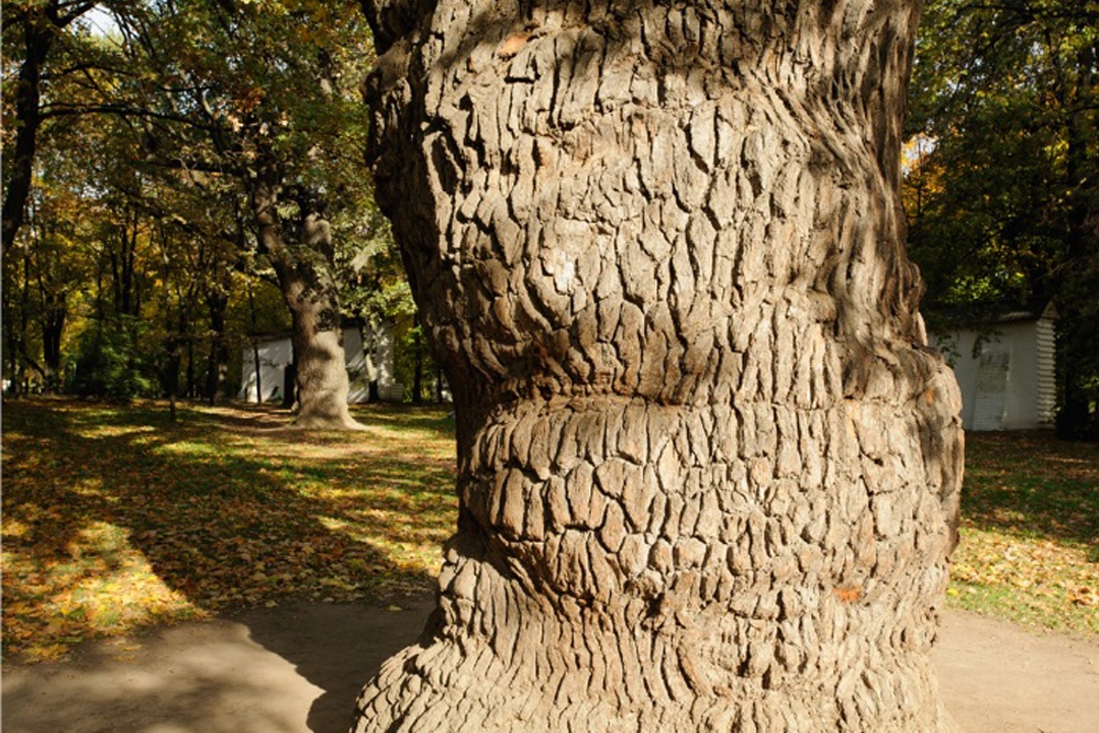 Вековой дуб в Коломенском