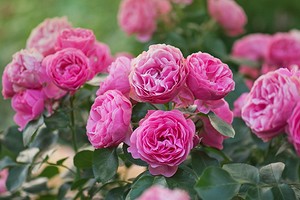 Что такое роза полиантовая: описание сортов, фото и особенности выращивания0