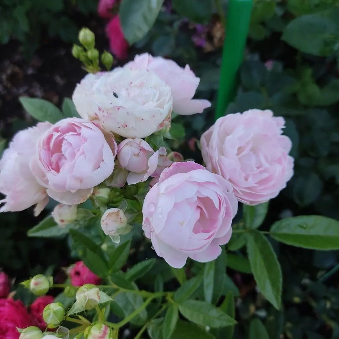 Что такое роза полиантовая: описание сортов, фото и особенности выращивания28