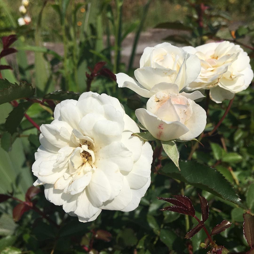 Что такое роза полиантовая: описание сортов, фото и особенности выращивания12