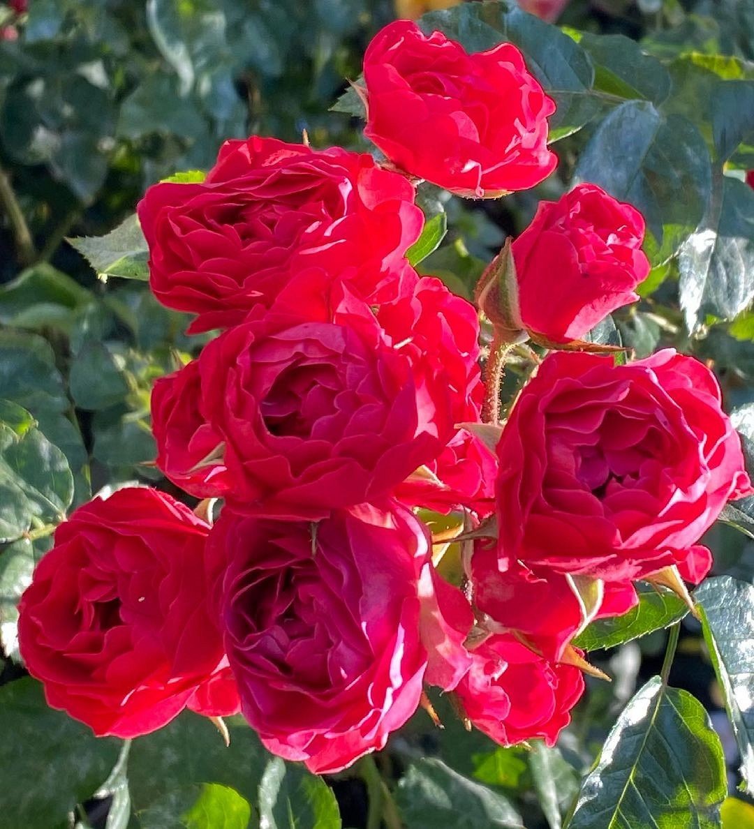 Что такое роза полиантовая: описание сортов, фото и особенности выращивания2