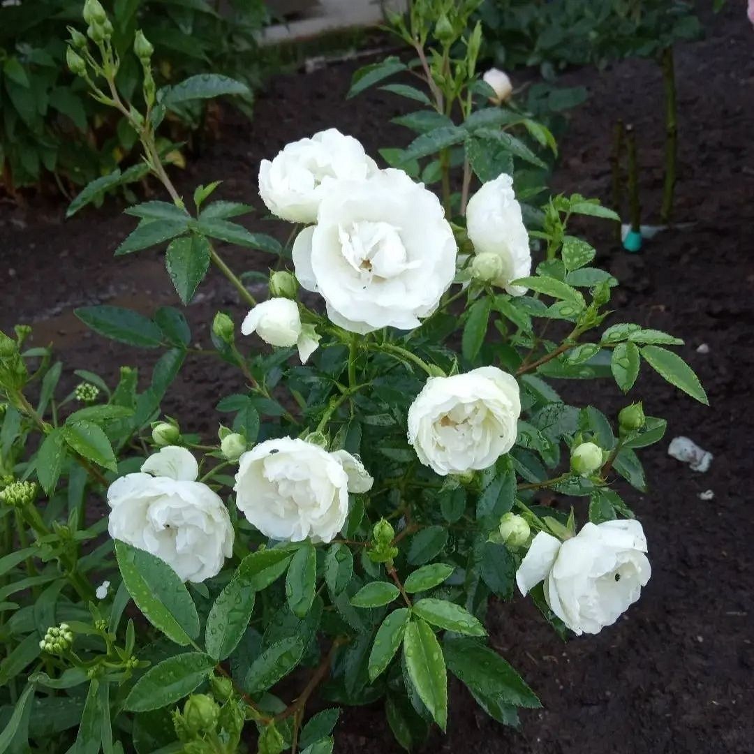 Что такое роза полиантовая: описание сортов, фото и особенности выращивания22