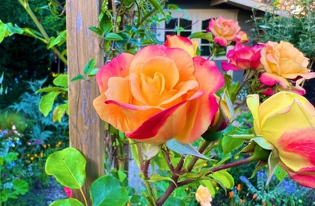Что такое роза полиантовая: описание сортов, фото и особенности выращивания19