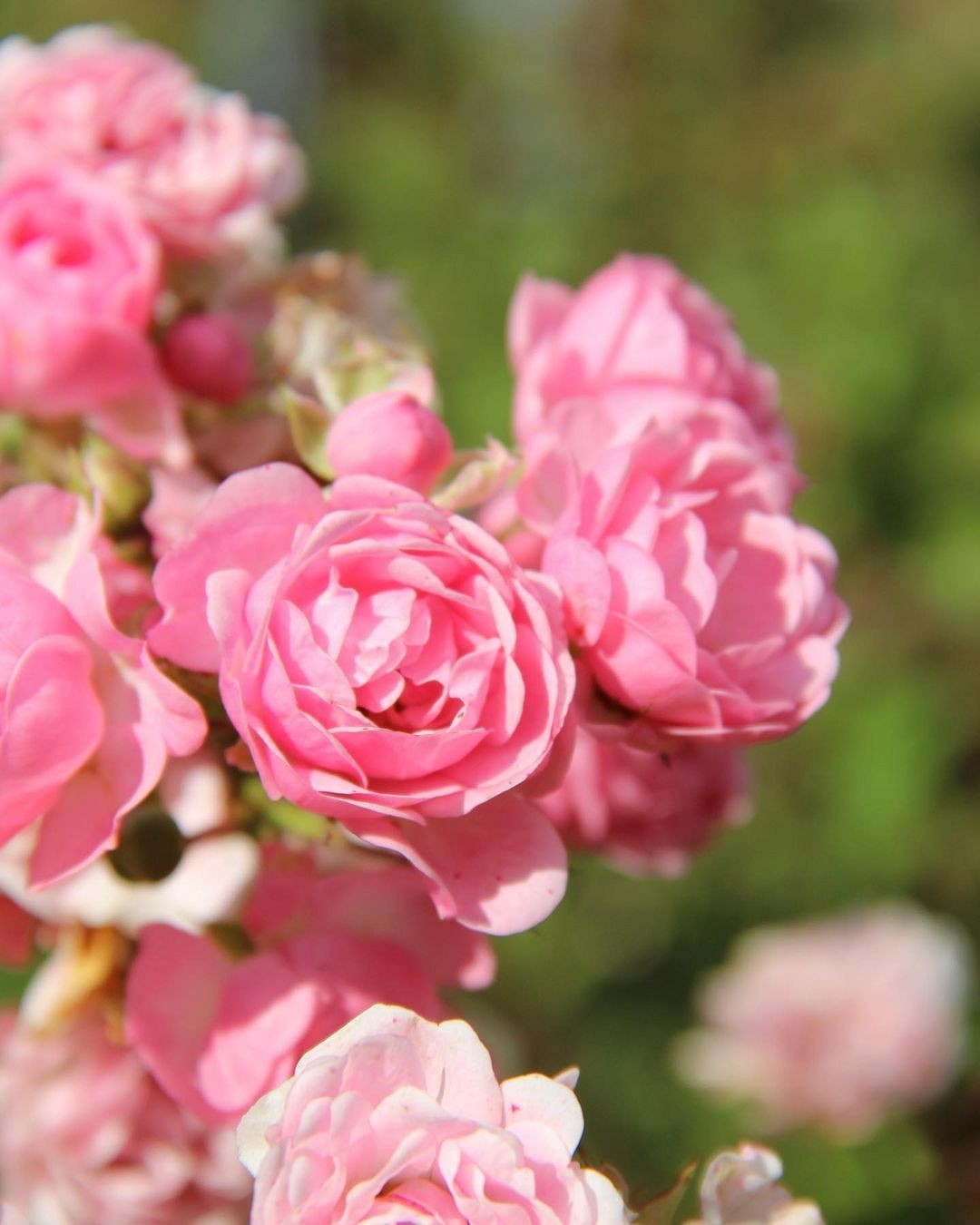 Что такое роза полиантовая: описание сортов, фото и особенности выращивания7