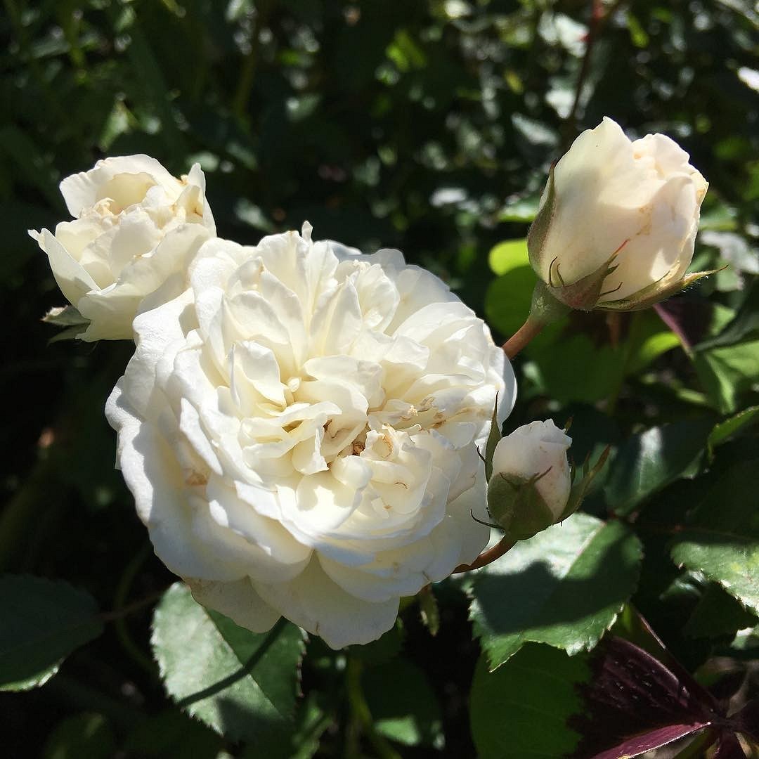 Что такое роза полиантовая: описание сортов, фото и особенности выращивания11
