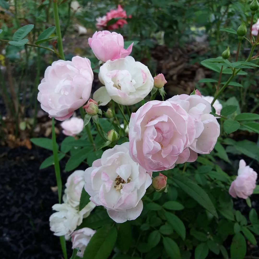 Что такое роза полиантовая: описание сортов, фото и особенности выращивания27