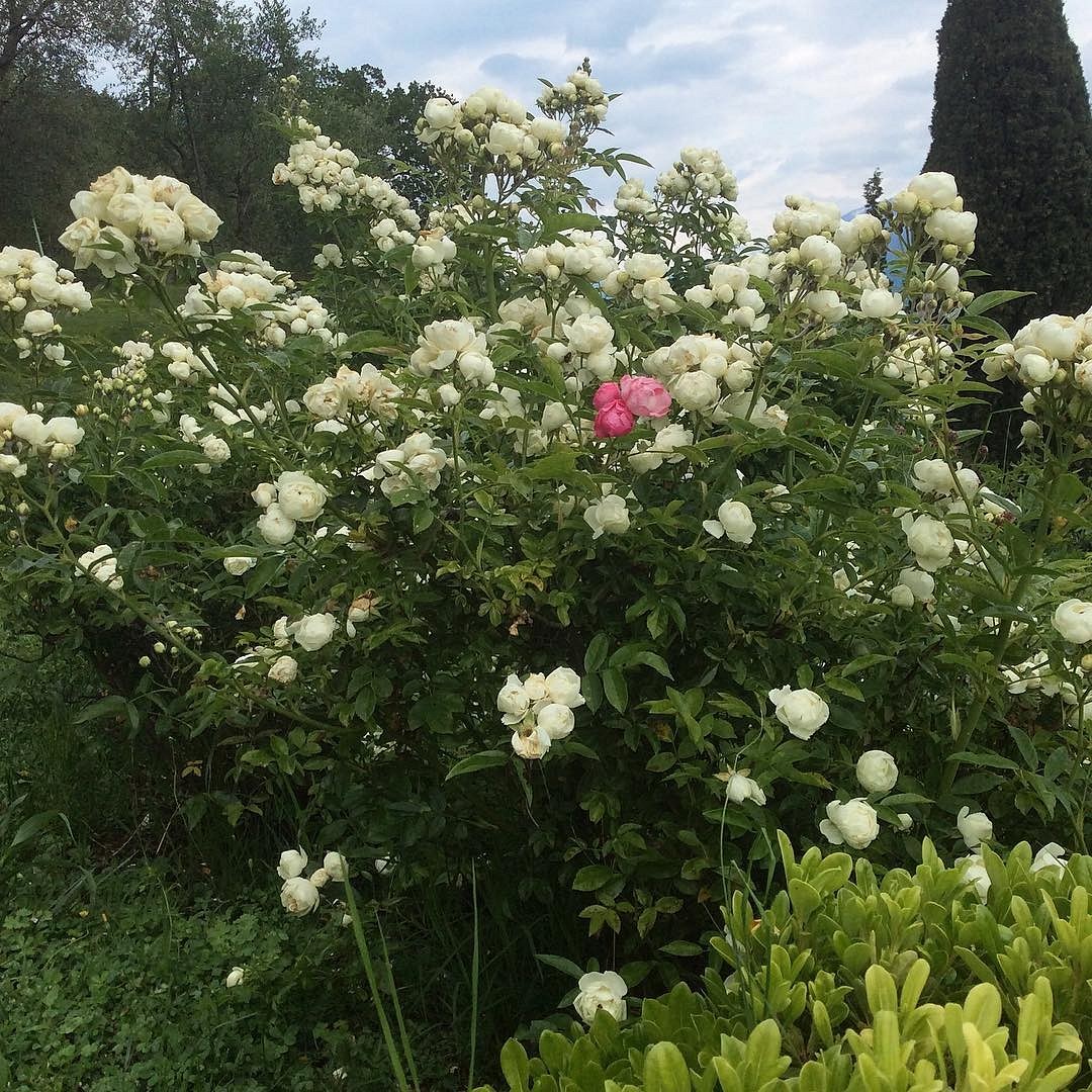 Что такое роза полиантовая: описание сортов, фото и особенности выращивания25