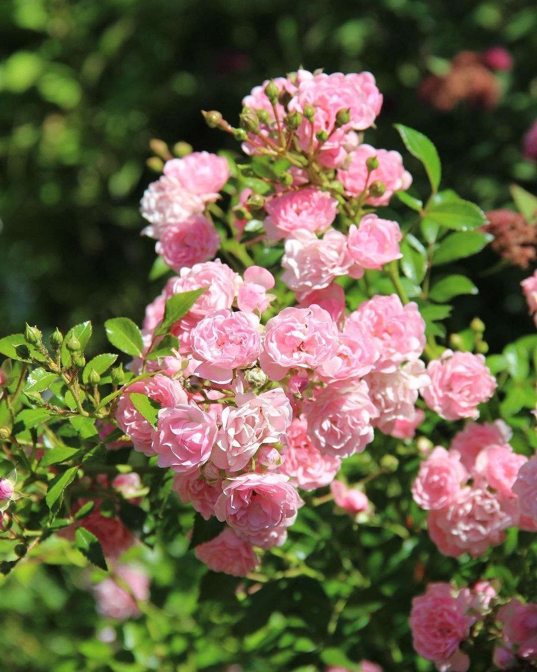 Что такое роза полиантовая: описание сортов, фото и особенности выращивания8