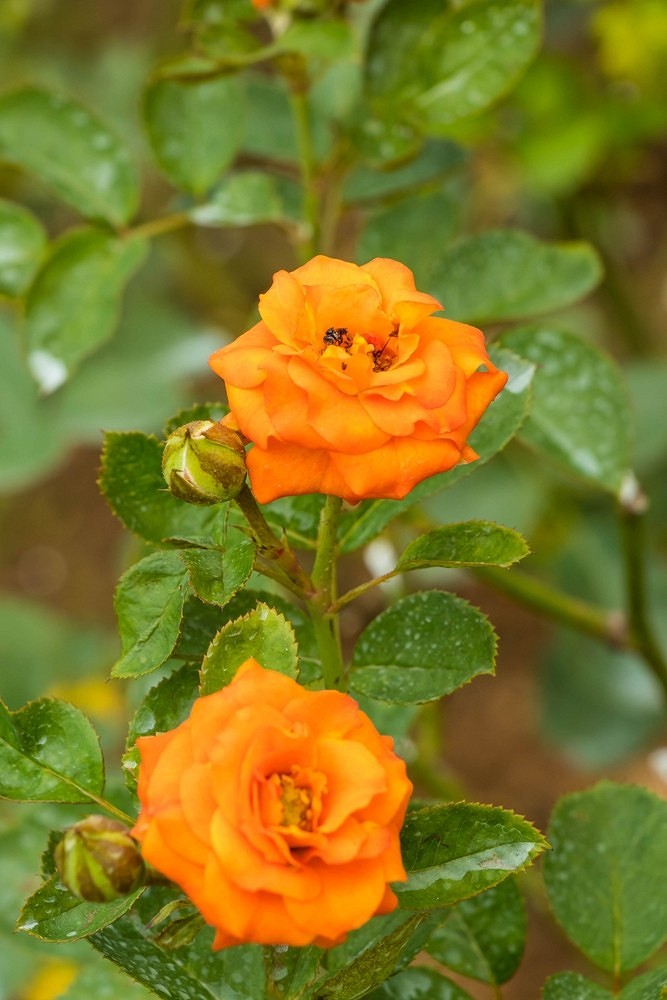 Что такое роза полиантовая: описание сортов, фото и особенности выращивания5