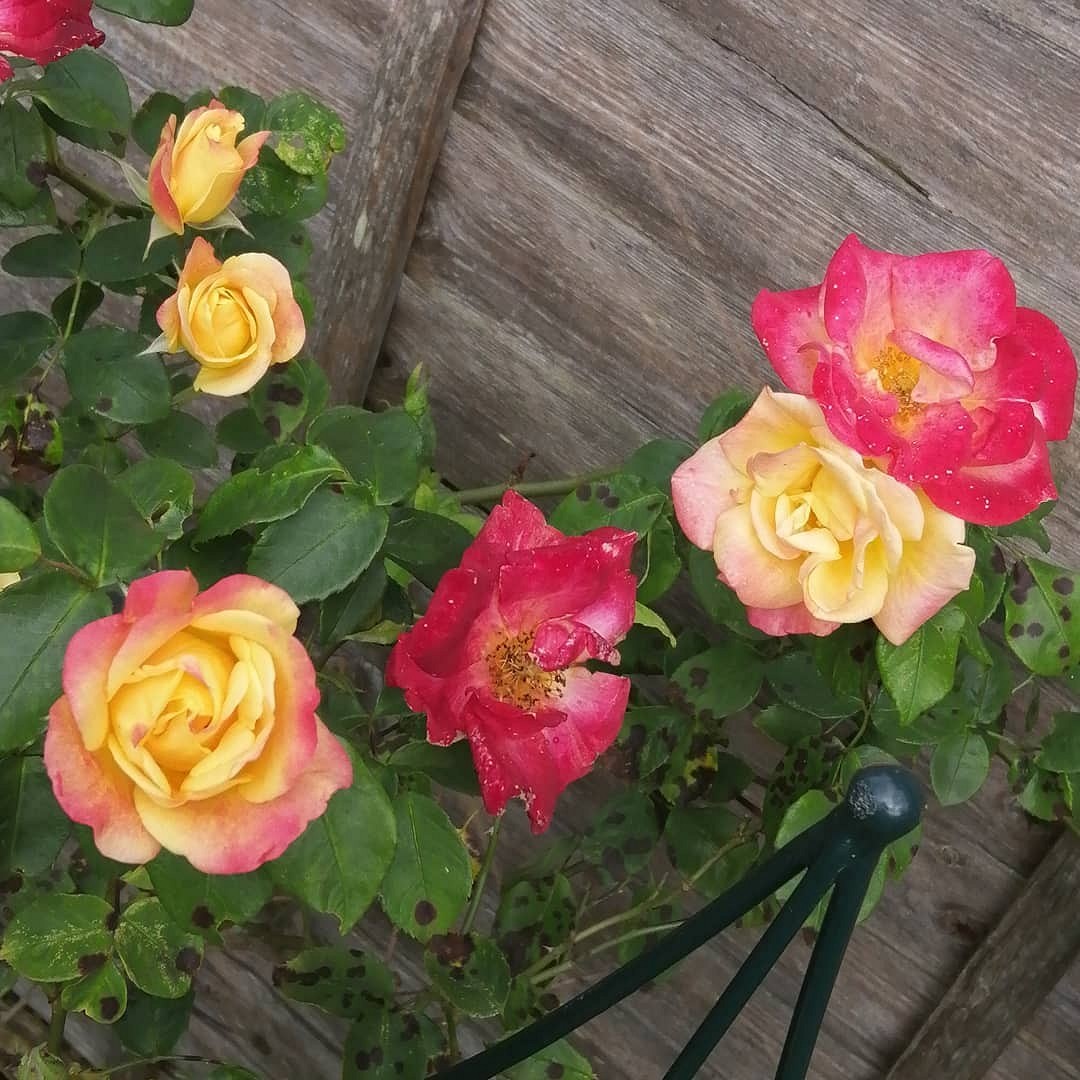Что такое роза полиантовая: описание сортов, фото и особенности выращивания18