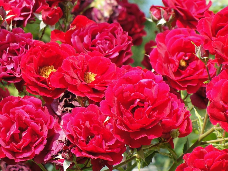 Что такое роза полиантовая: описание сортов, фото и особенности выращивания1