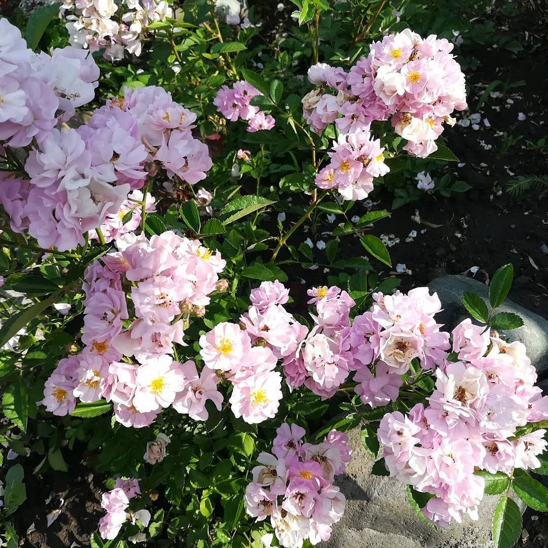 Что такое роза полиантовая: описание сортов, фото и особенности выращивания15