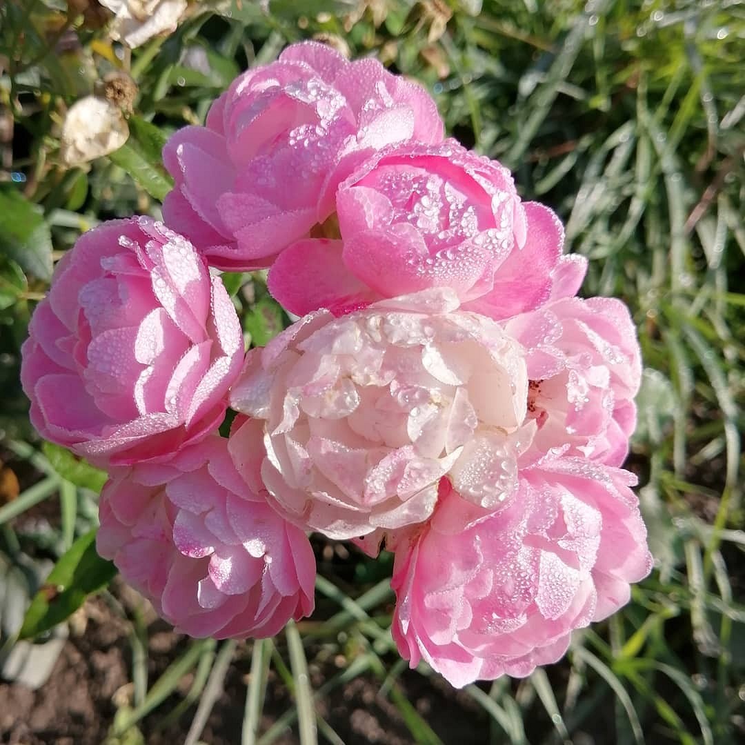 Что такое роза полиантовая: описание сортов, фото и особенности выращивания26