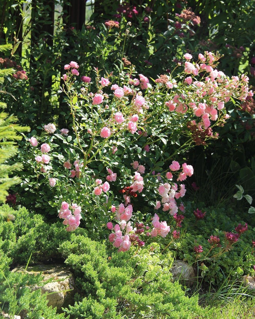 Что такое роза полиантовая: описание сортов, фото и особенности выращивания9