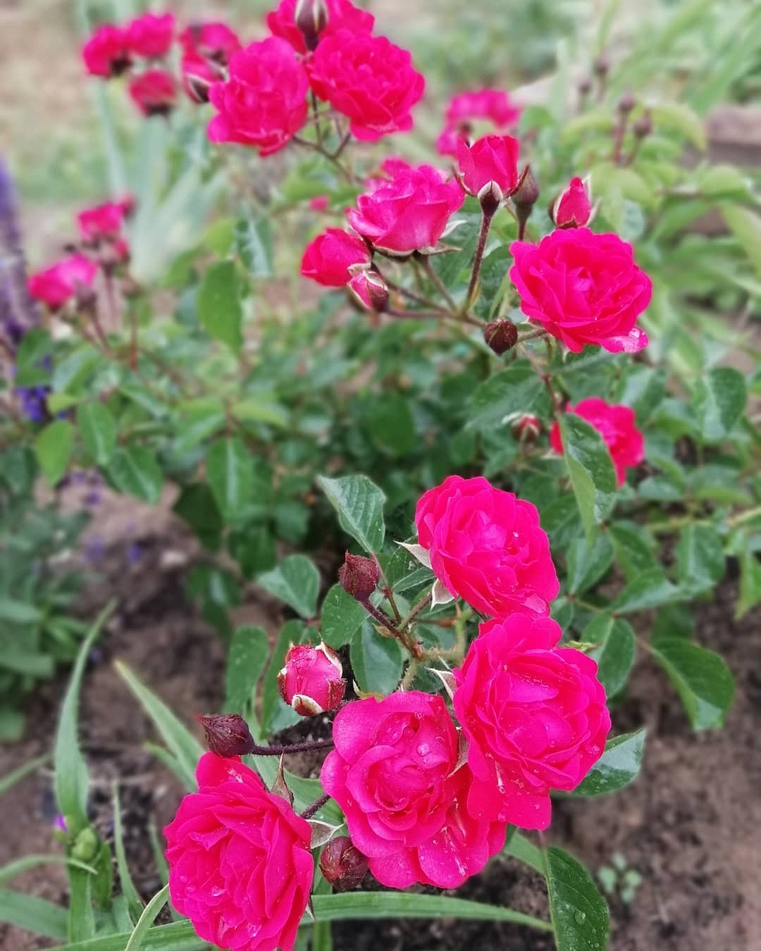 Что такое роза полиантовая: описание сортов, фото и особенности выращивания4