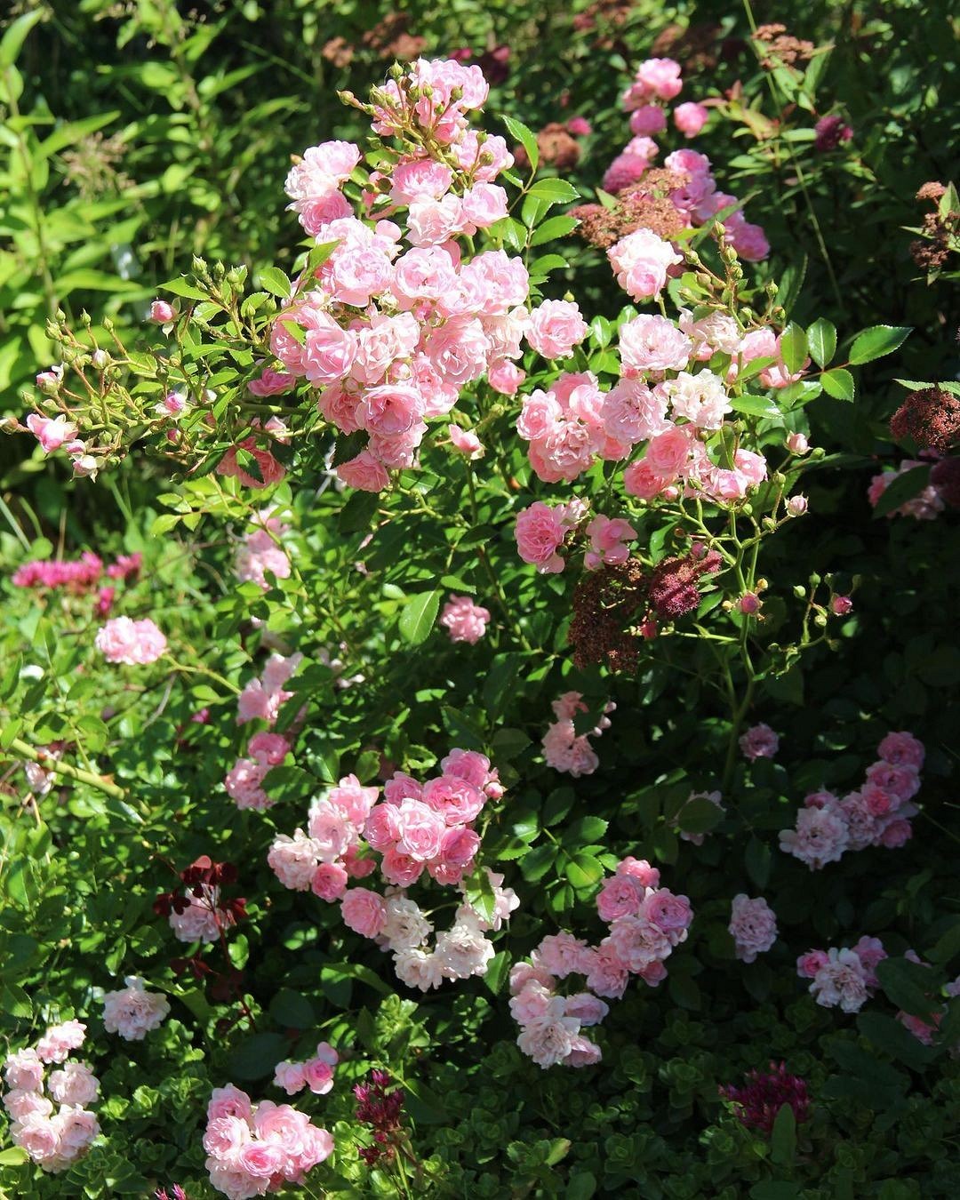 Что такое роза полиантовая: описание сортов, фото и особенности выращивания10
