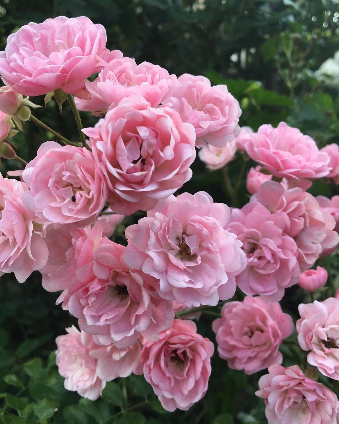 Что такое роза полиантовая: описание сортов, фото и особенности выращивания6