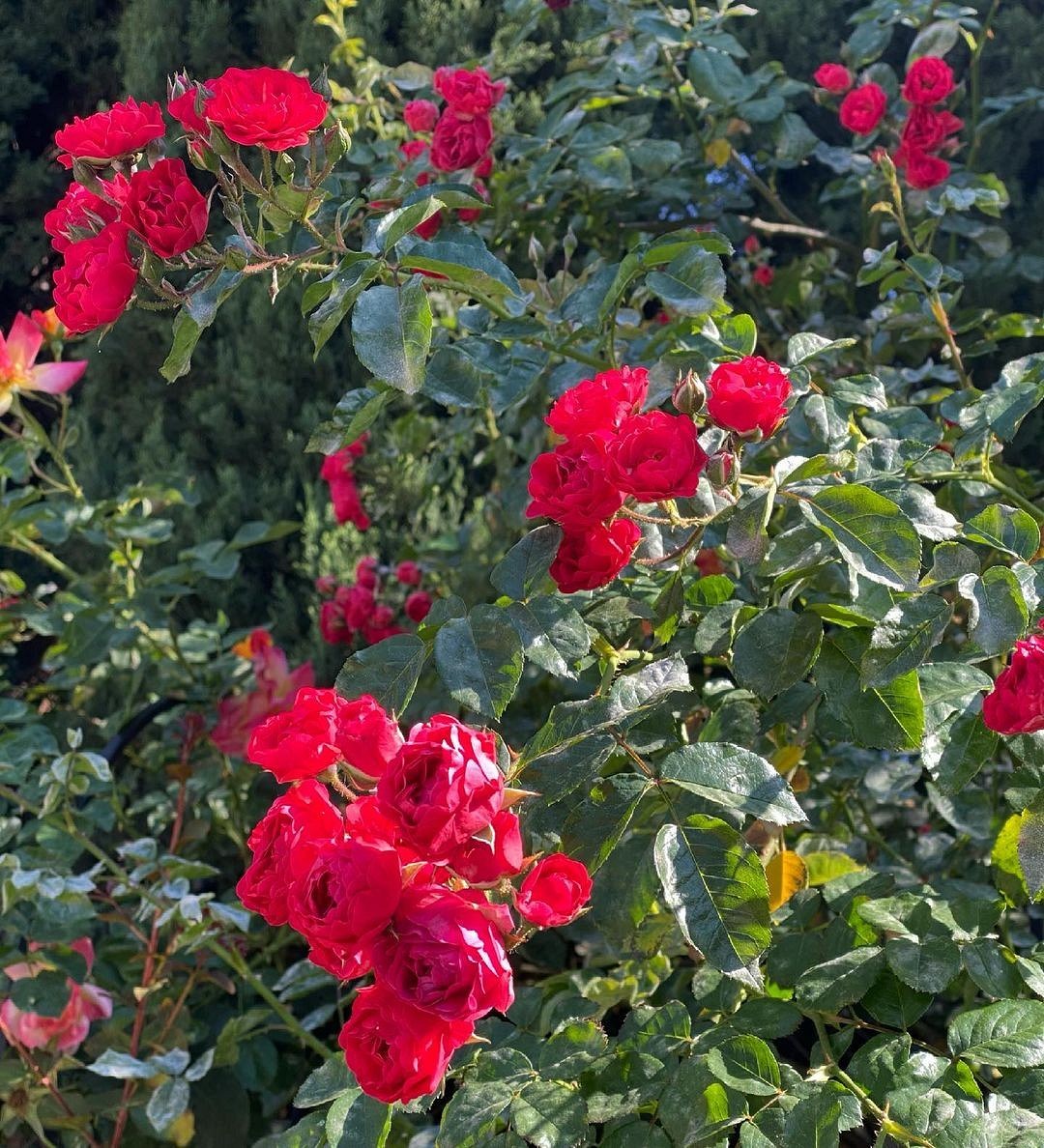 Что такое роза полиантовая: описание сортов, фото и особенности выращивания3