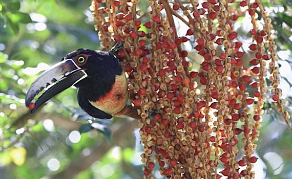 Дикие тропические птицы могут увеличить запасы углерода в лесах