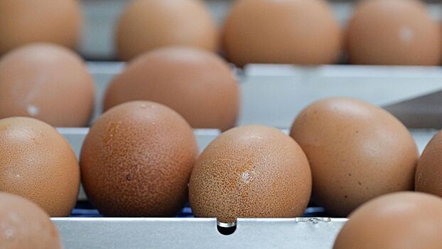 Экономист рассказал, когда подешевеют яйца в России