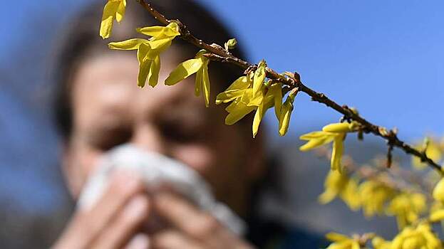 Эксперты рассказали, как отслеживать уровень пыльцы при аллергии