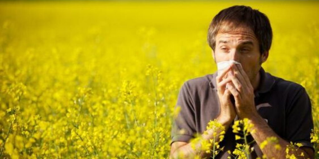 Эксперты рассказали, как отслеживать уровень пыльцы, если у вас аллергия1