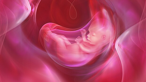 Ученые выяснили, почему эмбрионы могут «впадать в спячку»