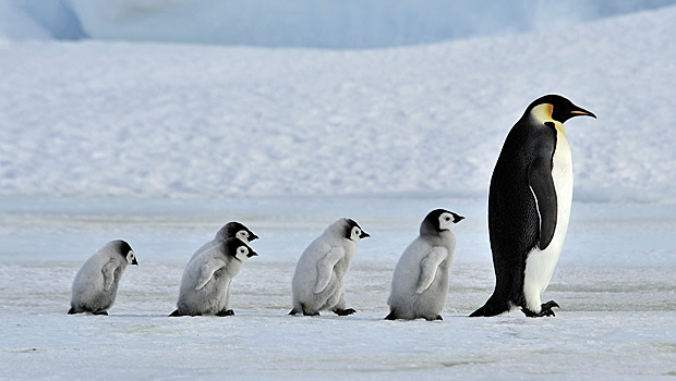 Интересные факты ко Всемирному дню пингвинов