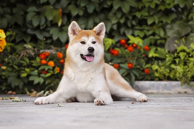 Японская порода собак акита: описание, характер, уход8