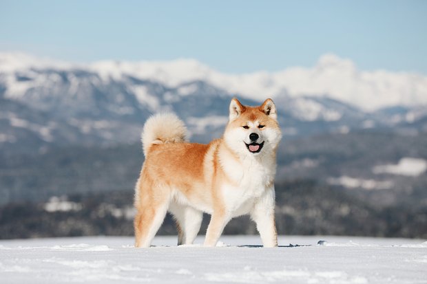 Японская порода собак акита: описание, характер, уход5