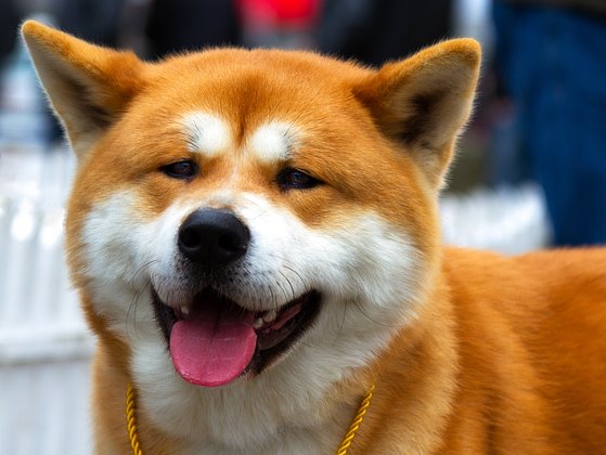 Японская порода собак акита: описание, характер, уход3