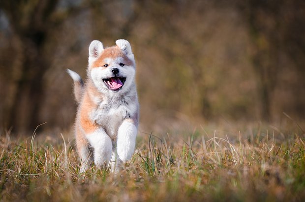 Японская порода собак акита: описание, характер, уход4