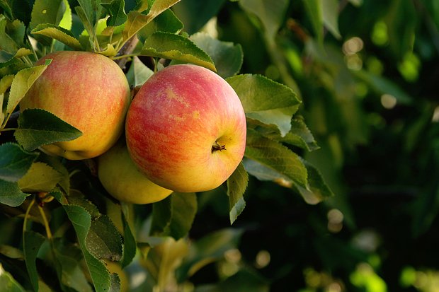 Как и когда сажать яблони? Пошаговая инструкция по посадке саженцев в открытый грунт весной и осенью1