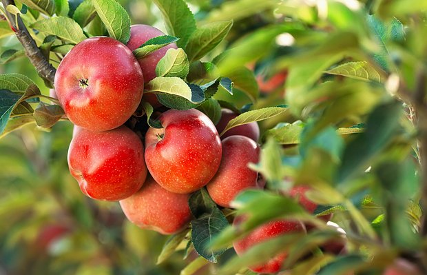 Как и когда сажать яблони? Пошаговая инструкция по посадке саженцев в открытый грунт весной и осенью8