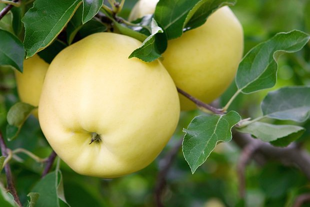 Как и когда сажать яблони? Пошаговая инструкция по посадке саженцев в открытый грунт весной и осенью4
