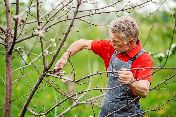 Как и когда сажать яблони? Пошаговая инструкция по посадке саженцев в открытый грунт весной и осенью10