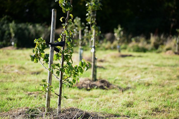 Как и когда сажать яблони? Пошаговая инструкция по посадке саженцев в открытый грунт весной и осенью3