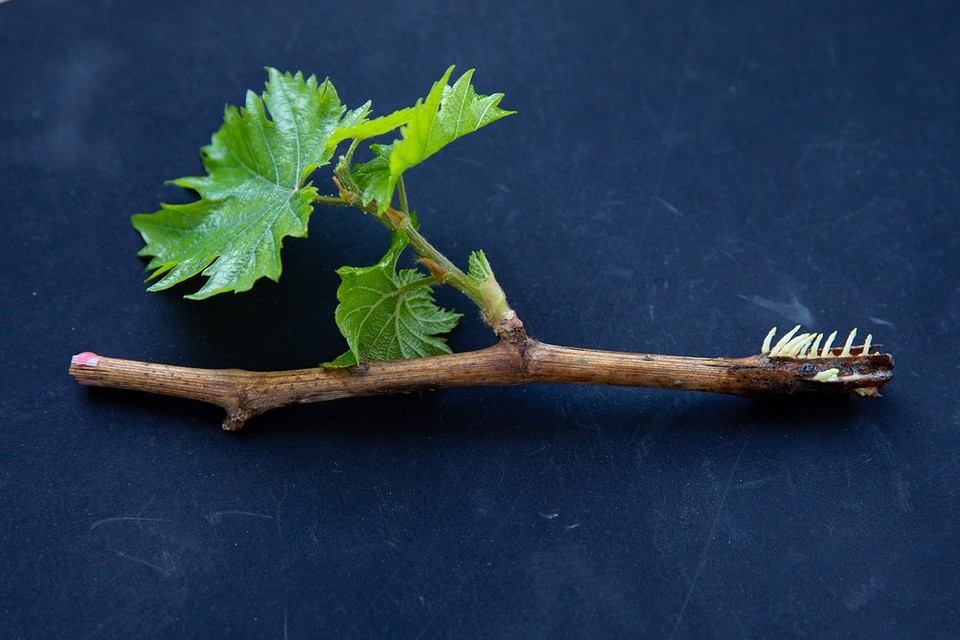 Как размножить виноград: 4 способа размножения в домашних условиях1