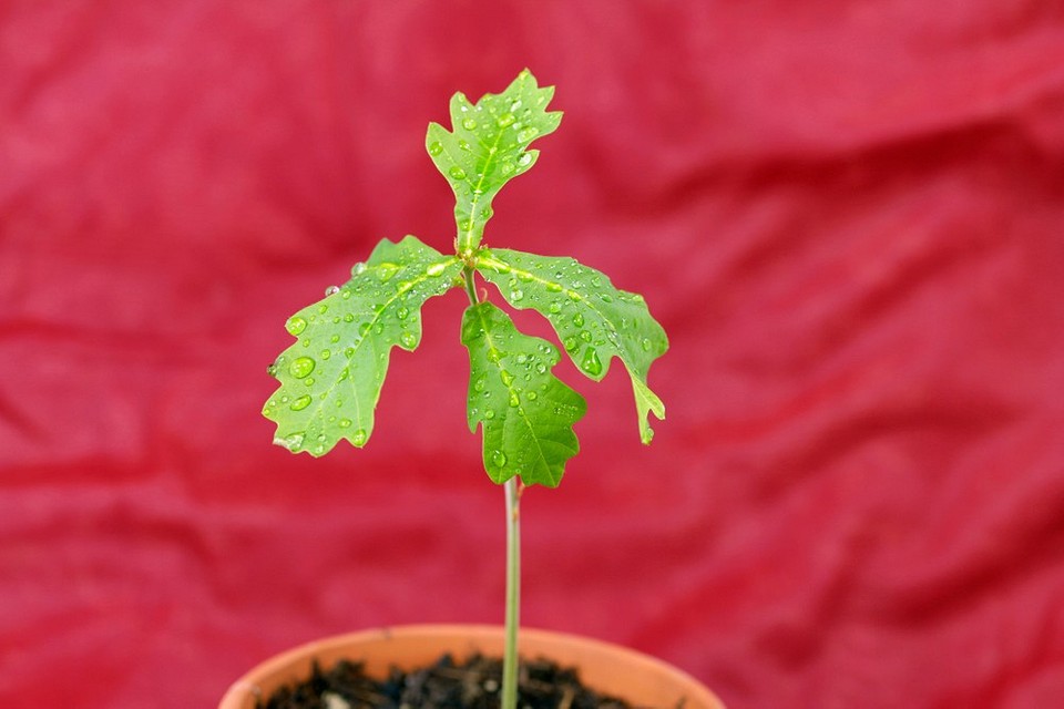 Как вырастить дуб из желудя: пошаговая инструкция, как посадить и вырастить желудь в домашних условиях4