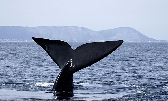 Ученые из США создали карты для защиты южных китов