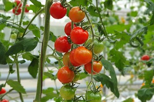 Когда сажать томаты в апреле 2024: благоприятные дни для посадки помидоров0