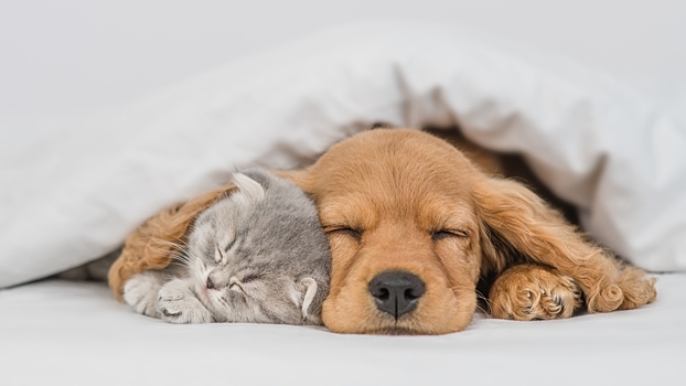 Кошки против собак: психологи назвали домашнее животное, которое мешает выспаться
