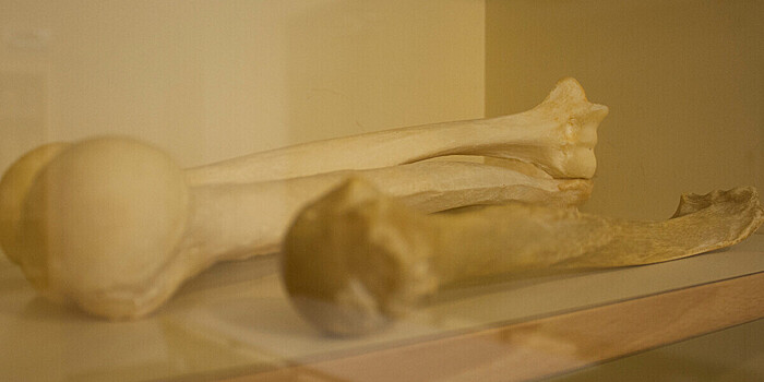 Кость медведя с гравировкой признана образцом культуры неандертальцев