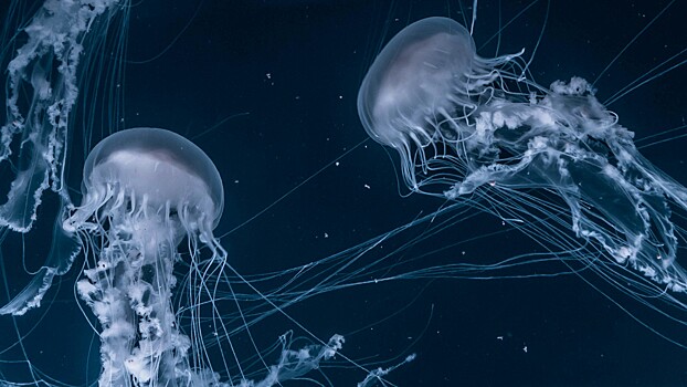 В Анталье гигантские медузы атаковали туристов