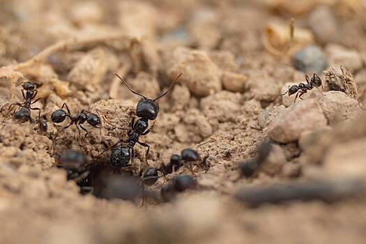 Назван способ избавиться от муравьев на даче
