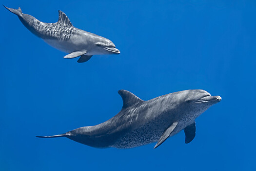 Открыт новый вид ископаемых дельфинов с уникальным методом питания