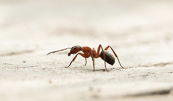 Стало известно, чем пахнут муравьи