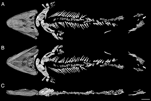 Реконструирован скелет первой «ходячей» рыбы