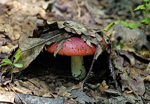 Врач: весенние грибы сморчки могут нести скрытую опасность