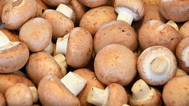 Россиянам объяснили, как отличить съедобные грибы от ядовитых «двойников»
